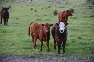 Steers looking at the camera, Pampas, Argentina photo