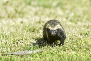 pequeño Grisón, pampa, Patagonia, argentina foto