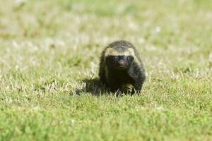 Little grison,Pampas, Patagonia, Argentina photo