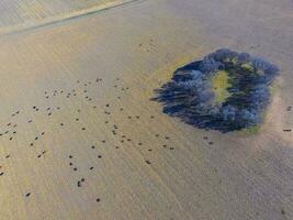 Cows, aerial view , Pampas, Argentina photo