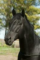 Black breeding horse, Portrait, La Pampa Province, Patagonia, Argentina. photo