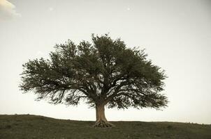 Lonely tree in La Pampa, Argentina photo