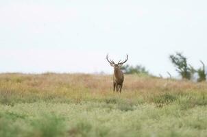 Red deer in La Pampa, Argentina, Parque Luro, Nature Reserve photo