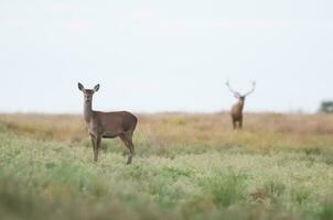 Red deer in La Pampa, Argentina, Parque Luro, Nature Reserve photo