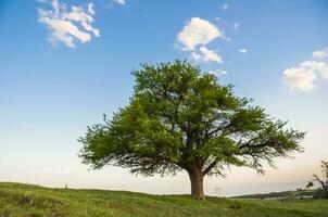 Lonely tree in La Pampa, Argentina photo