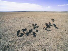 Troop of horses, on the plain, in La Pampa, Argentina photo