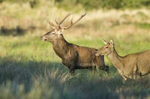 Male Red deer in La Pampa, Argentina, Parque Luro, Nature Reserve photo