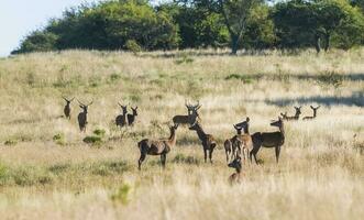 Red deer in La Pampa, Argentina, Parque Luro, Nature Reserve photo