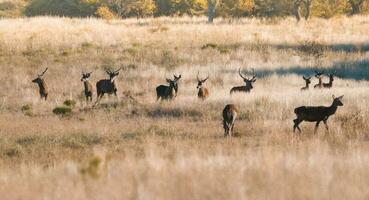 Herd of red deer in La Pampa, Argentina, Parque Luro, Nature Reserve photo