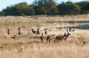 Herd of red deer in La Pampa, Argentina, Parque Luro, Nature Reserve photo