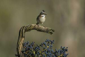 Rufous collared Sparrow, Pampas, Patagonia, Argentina photo