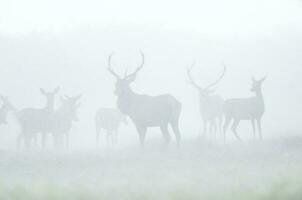 Red deer in the haze, La Pampa, Argentina photo