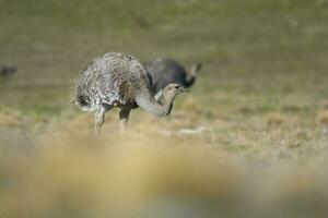 Lesser Rhea, Pterocnemia pennata ,Torres del Paine National Park, Patagonia, Chile. photo