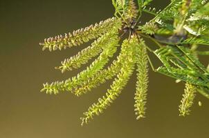 Calden Flower in Pampas forest environment, La Pampa Province, Patagonia, Argentina. photo