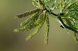 Calden Flower in Pampas forest environment, La Pampa Province, Patagonia, Argentina. photo