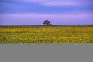 Rural landscape, La Pampa , Argentina photo