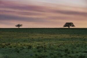 Pampas plain landscape, La Pampa , Argentina photo