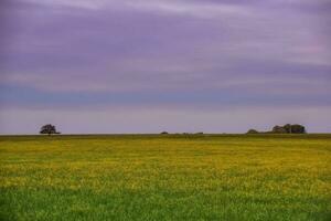 Rural landscape, La Pampa , Argentina photo