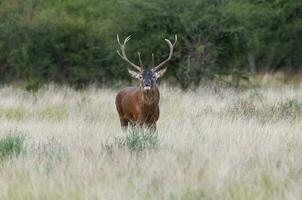 Red deer, Male roaring in La Pampa, Argentina, Parque Luro, Nature Reserve photo