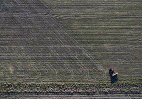 Tractor and seeder, direct sowing in the pampa, Argentina photo