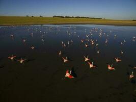 Flamingos flock, Patagonia, Argentina photo