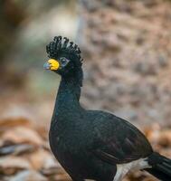 Bare faced Curassow, in a jungle environment, Pantanal Brazil photo