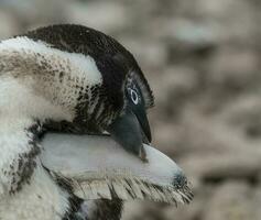 adelie pingüino, juvenil cambiando plumas, paulet isla, Antártida foto