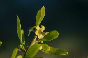 Wild flowers in semi desertic environment, Calden forest, La Pampa Argentina photo