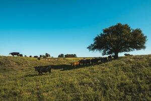 vacas en campo, en pampa paisaje, argentina foto