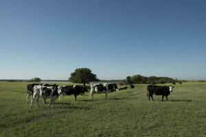 vacas en campo, en pampa paisaje, argentina foto