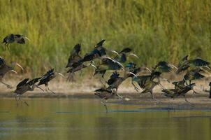 White faced ibis , La Pampa, Patagonia, Argentina photo