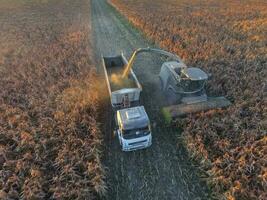 Sorghum harvest, in La Pampa, Argentina photo