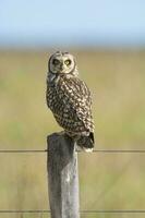 Short eared Owl, perched on a fence, Patagonia, Argentina. photo