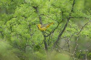 Yellow Cardinal, Gubernatrix cristata, Endangered species in La Pampa, Argentina photo