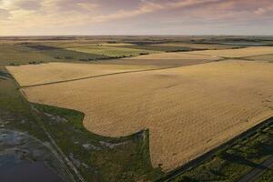 trigo campo Listo a cosecha, en el pampa plano, la pampa, argentina. foto