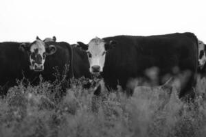 vacas en el pampa campo, argentino carne producción, la pampa, argentina. foto