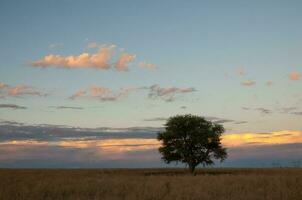 Pampas tree landscape, La Pampa province, Patagonia, Argentina. photo