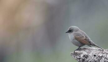 Bay winged Cowbird photo