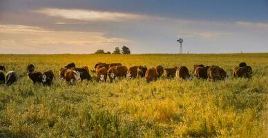 Cattle breeding in the Province of Buenos Aires, Argentina photo