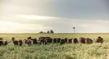 vacas cría en el provincia de buenos aires, argentina foto