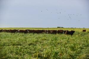 Cows in the Argentine countryside photo