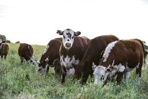 vacas en campo, pampa, argentina foto