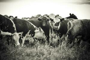 Cows grazing, Pampas, Argentina photo