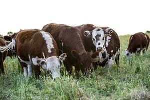 Cattle breeding in the Province of Buenos Aires, Argentina photo