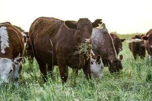 Cattle breeding in the Province of Buenos Aires, Argentina photo