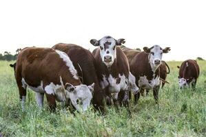 vacas cría en el provincia de buenos aires, argentina foto