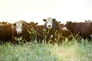 vacas cría en el provincia de buenos aires, argentina foto
