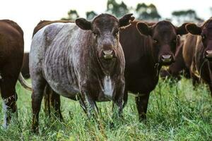 Cows in natural fields, Buenos Aires, Argentina photo