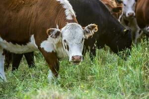 alimentado césped ganado, vacas en pampa, argentina foto