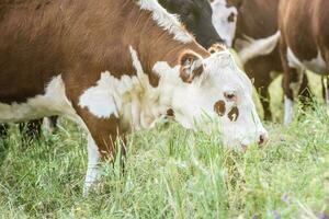 vacas en campo, en pampa paisaje, argentina foto